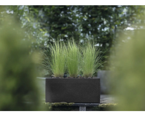 Jardinière rectangulaire avec graminées ornementales dans le jardin.