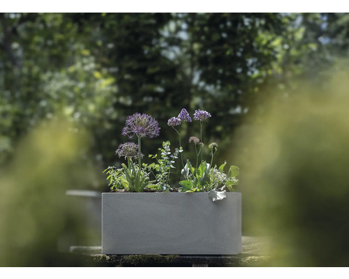 Jardinière rectangulaire en béton avec diverses plantes dans le jardin.
