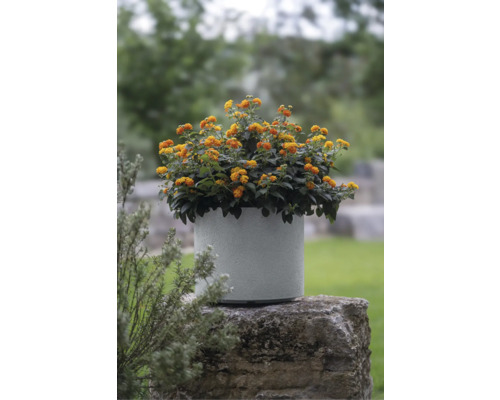Fleurs d''arbustes nains jaune-orange dans un pot de fleurs sur un socle en pierre dans le jardin.