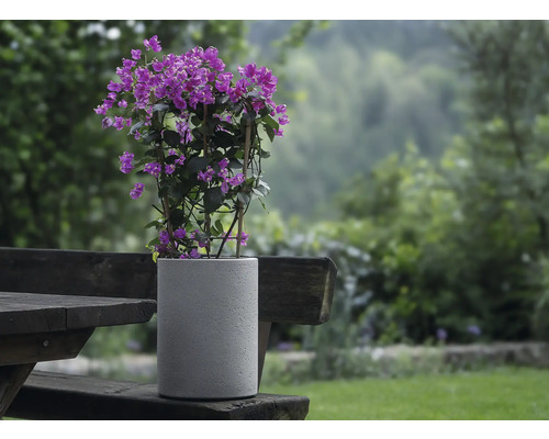 Pot de fleurs en béton avec bougainvillier sur table en bois dans le jardin
