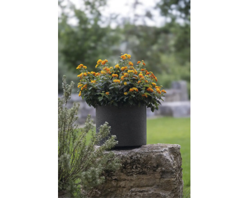 Plante en pot avec des fleurs jaune-orange dans un pot rond sombre