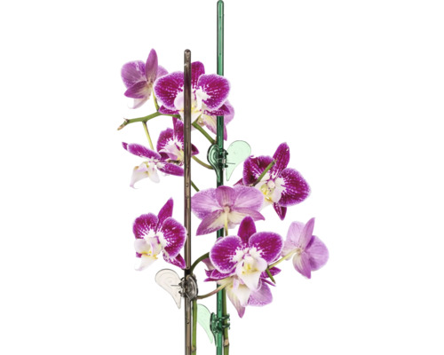 Lila Orchidee mit Stützstäben