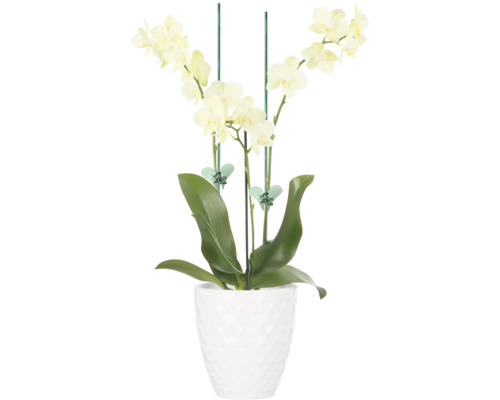 Gelbe Orchidee in weissem Topf
