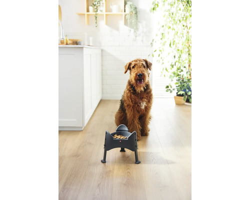 Airedale Terrier assis devant une gamelle dans la cuisine.
