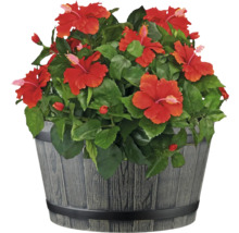 Hibiskus im Dekotopf für den Innen- und Aussenbereich