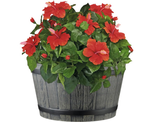 Hibiskus im Dekotopf für den Innen- und Aussenbereich
