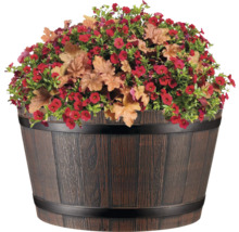 Blumenfass mit roten Blüten und Heuchera Pflanzen