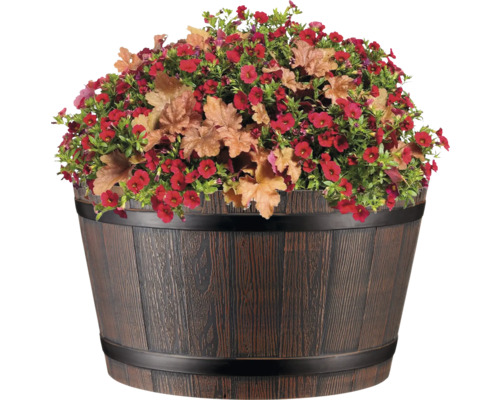 Blumenfass mit roten Blüten und Heuchera Pflanzen