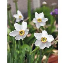 Weisse Narzissenblüten im Garten