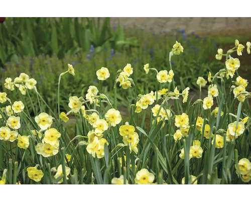 Gelbe Narzissen im Gartenbeet.
