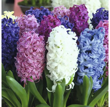 Blumenzwiebel Hyazinthe FloraSelf ' Mischung ' 8 Stück