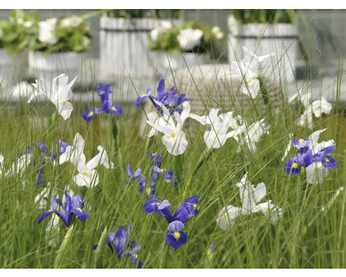Blumenbeet mit Schwertlilien in Weiss und Blau