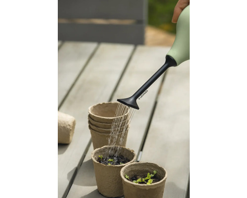 Arrosage de plantes dans des pots de culture avec un arrosoir