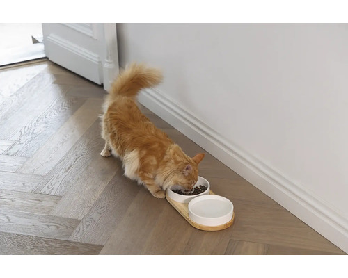Chat mangeant dans une gamelle surélevée sur un plancher en bois