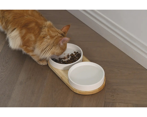 Chat mangeant dans une gamelle avec support en bois