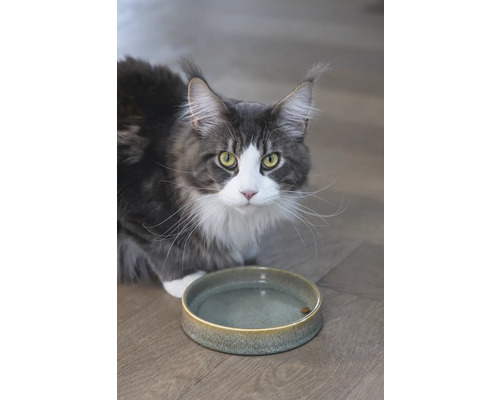 Chat gris avec bol d''eau