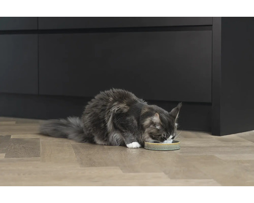 Un chat mange dans une gamelle dans une maison moderne.