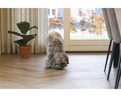 Un chien mange dans une gamelle dans une pièce lumineuse avec une plante d''intérieur et des chaises