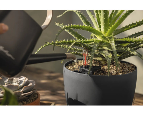 Bewässerung einer Aloe Vera Pflanze in einem grauen Pflanzgefäß mit Wasserstandsanzeige mit einer Gießkanne