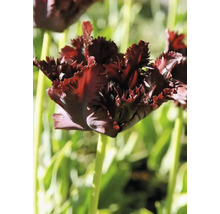 Nahaufnahme einer einzelnen Tulpe mit gefransten Blütenblättern