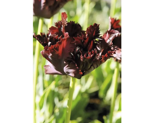 Nahaufnahme einer einzelnen Tulpe mit gefransten Blütenblättern
