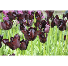 Feld mit dunklen Tulpen auf Stielen