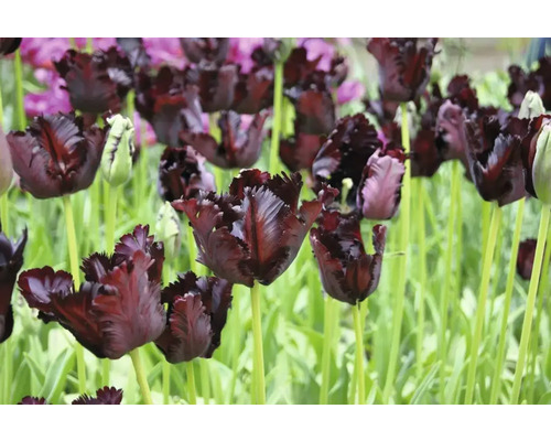 Feld mit dunklen Tulpen auf Stielen