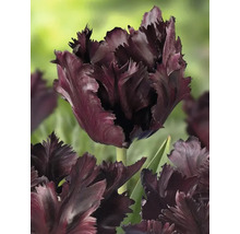Nahaufnahme einer einzelnen dunklen Tulpenblüte mit gefransten Blütenblättern.