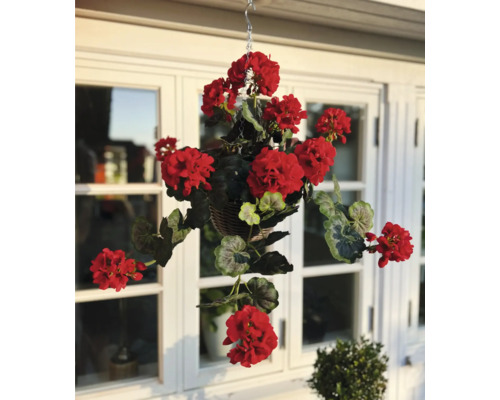 Suspension florale avec des géraniums rouges devant une fenêtre
