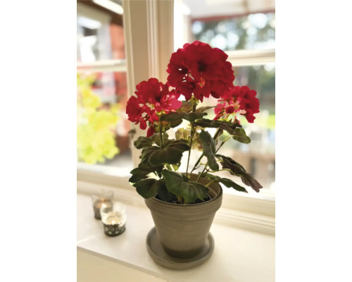 Géranium dans un pot sur un rebord de fenêtre