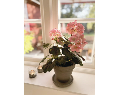 Géranium en pot sur un rebord de fenêtre