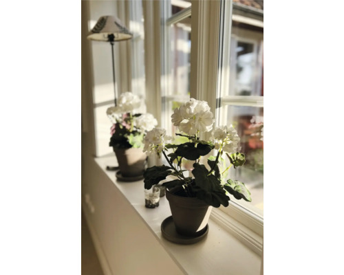 Dekorative Zimmerpflanzen in Töpfen auf einer Fensterbank.