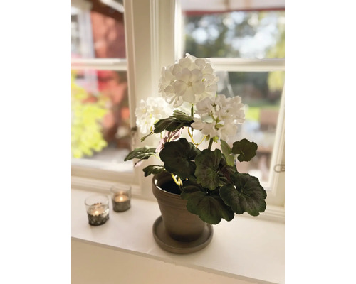 Dekorative weisse Hortensie in einem Topf auf einem Fensterbrett mit zwei Teelichthaltern