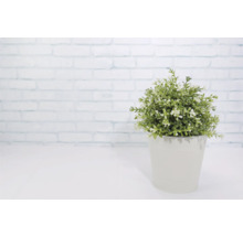 Künstliche Pflanze im Topf als Dekoration