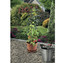 Tomatenpflanze mit Holzstütze in einem Topf, zusammen mit einem Eimer und Gartengeräten im Garten.