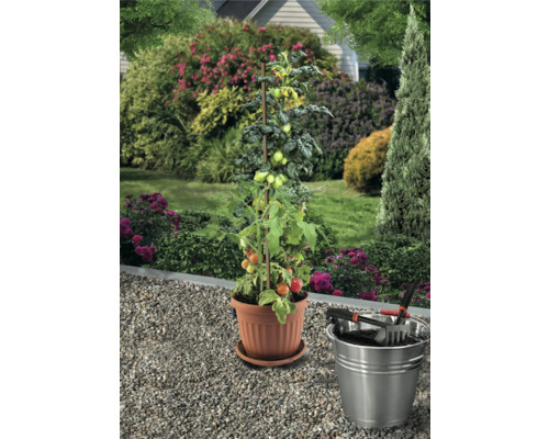 Tomatenpflanze mit Rankhilfe im Topf, mit Gartengeräten in einem Metalleimer im Garten.