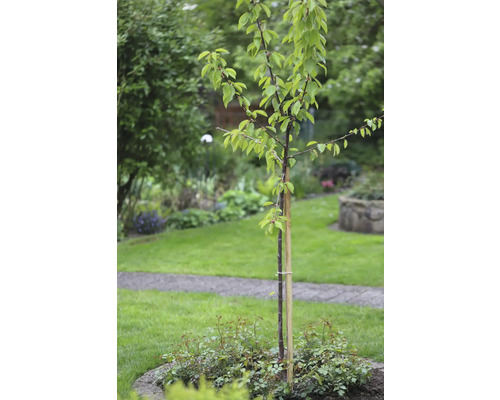Junger Baum mit Stützpfahl im Garten.