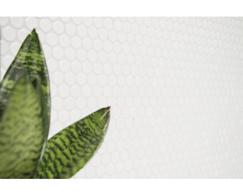 Mur avec des carreaux ronds et plante