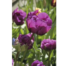 Nahaufnahme von lila Tulpenblüten im Garten