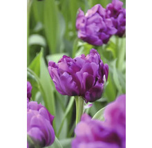 Nahaufnahme von lila Tulpenblüten im Gartenbeet.