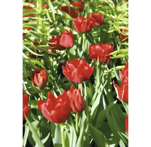 Bulbe Tulipe FloraSelf ' Miranda ' 10 pièces