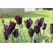 Gros plan d''un groupe de tulipes foncées dans le jardin.