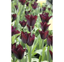Gros plan sur des tulipes rouge foncé dans une plate-bande