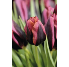 Nahaufnahme einer Tulpenblüte