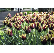 Nahaufnahme von Tulpen im Gartenbeet