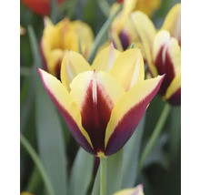 Nahaufnahme einer Tulpe mit gelben und burgunderroten Blütenblättern