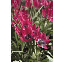 Nahaufnahme von roten Tulpenblüten im Gartenbeet