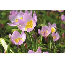 Nahaufnahme von Tulpenblüten in einem Gartenbeet