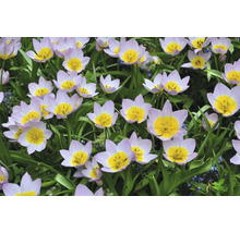 Nahaufnahme von blasslila Tulpen mit gelben Blütenköpfen