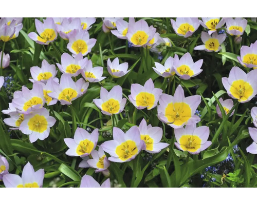 Nahaufnahme von blasslila Tulpen mit gelben Blütenköpfen